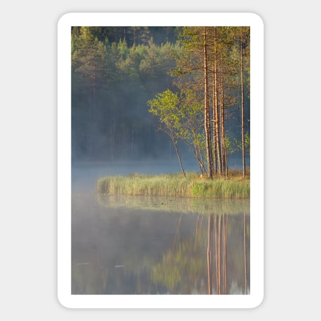 Forest reflecting to small lake at summer morning Sticker by Juhku